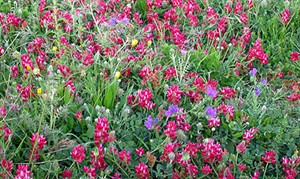 Spring flowers © John Muddeman